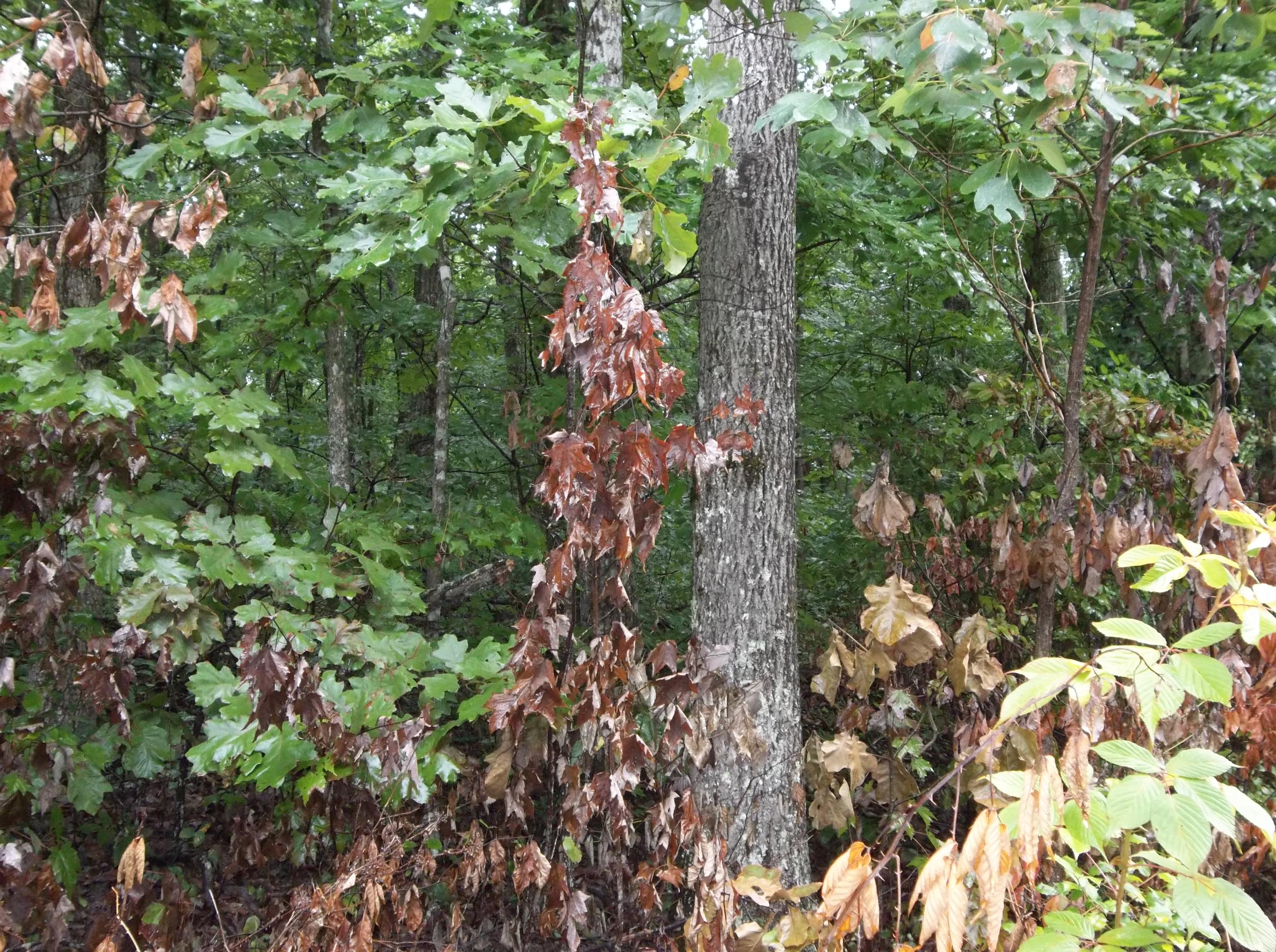 155 Mcneices Ridge Road, Unit 155 Crossville, TN 38572 - Photo 3 of 9 100_3273