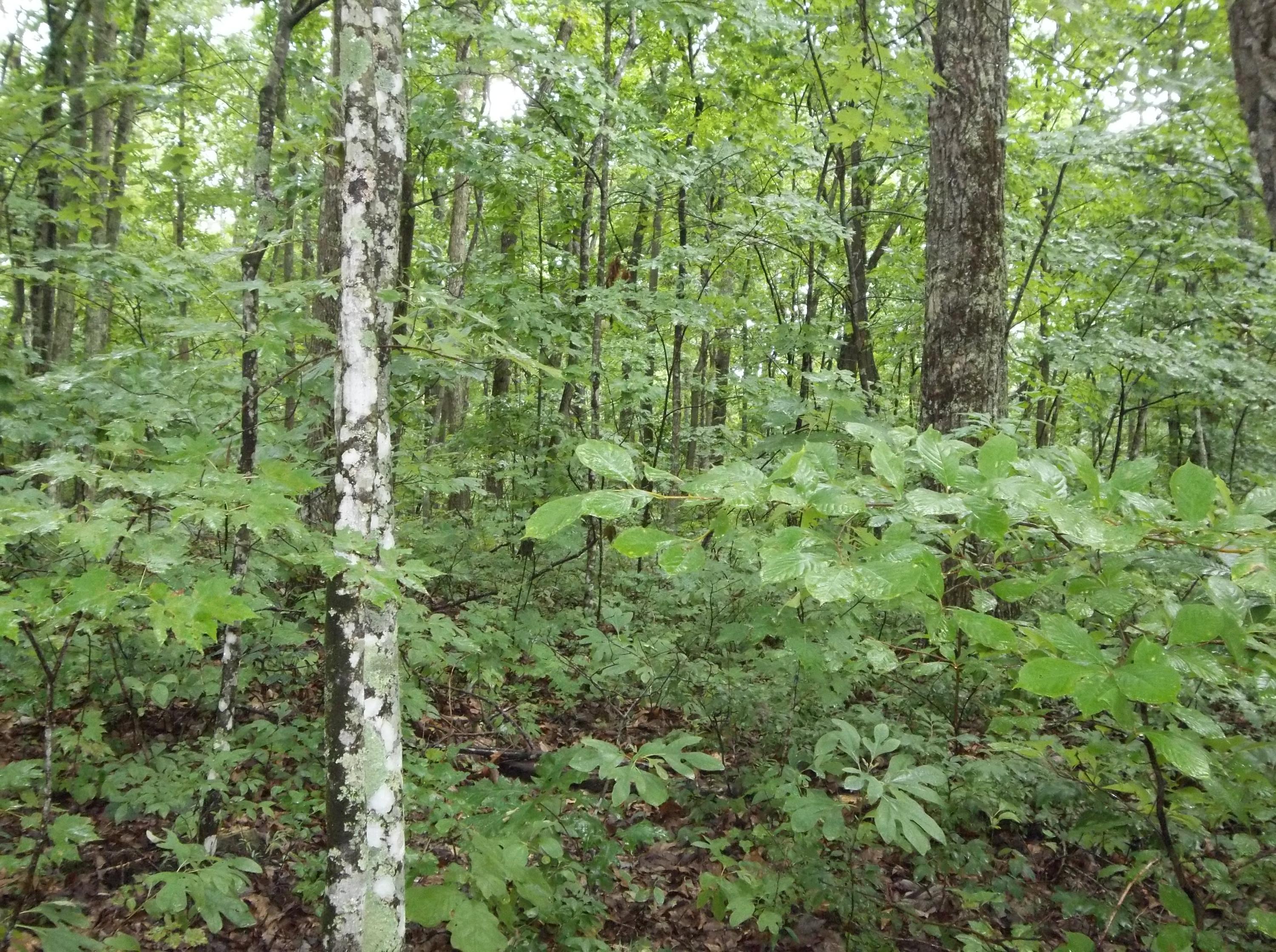 155 Mcneices Ridge Road, Unit 155 Crossville, TN 38572 - Photo 4 of 9 100_3274