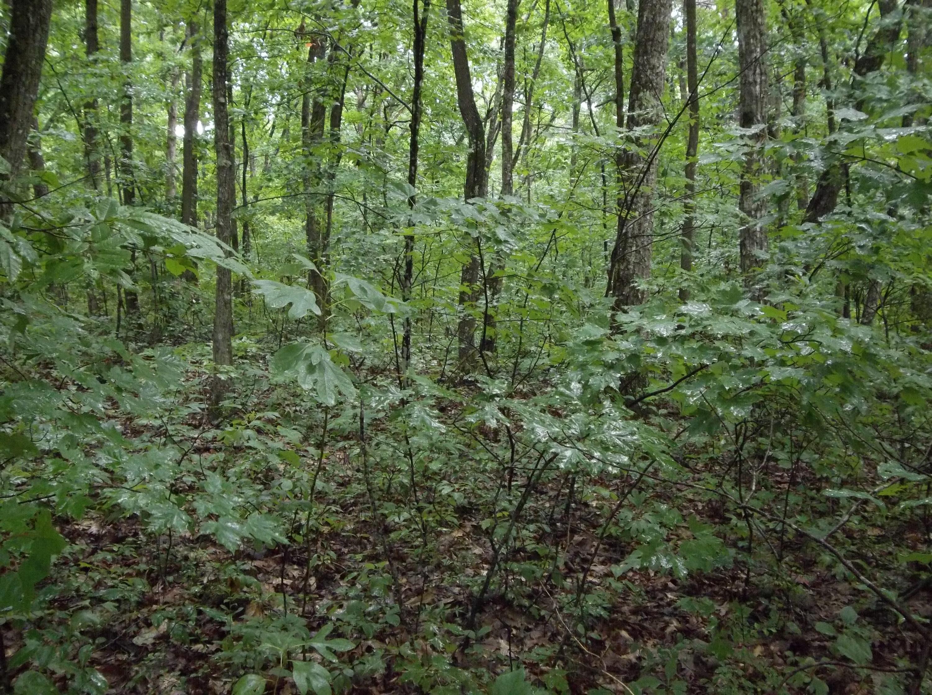 155 Mcneices Ridge Road, Unit 155 Crossville, TN 38572 - Photo 7 of 9 100_3278