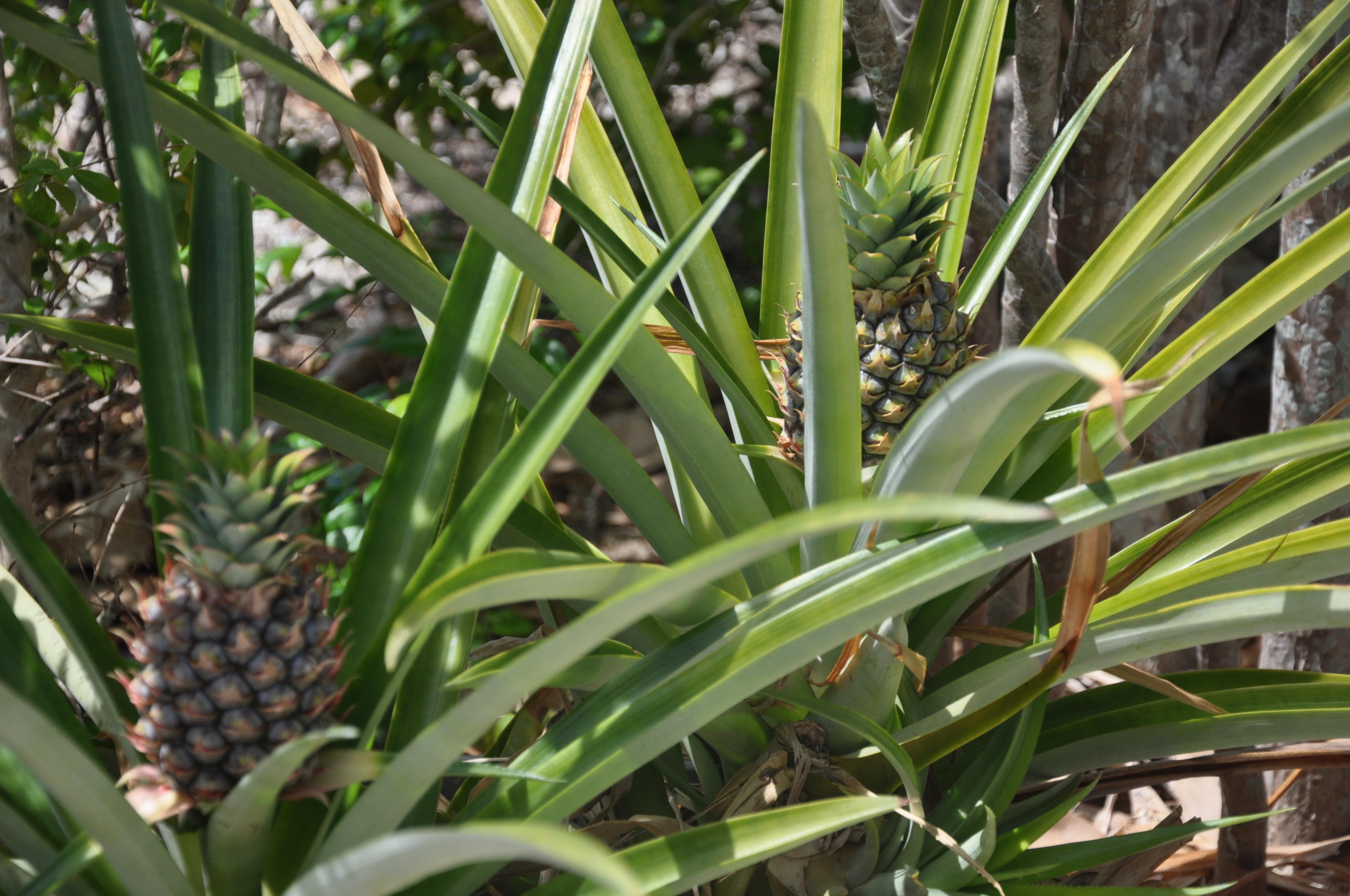 3954 No Name Road Big Pine Key, FL 33043 - Photo 15 of 21 34