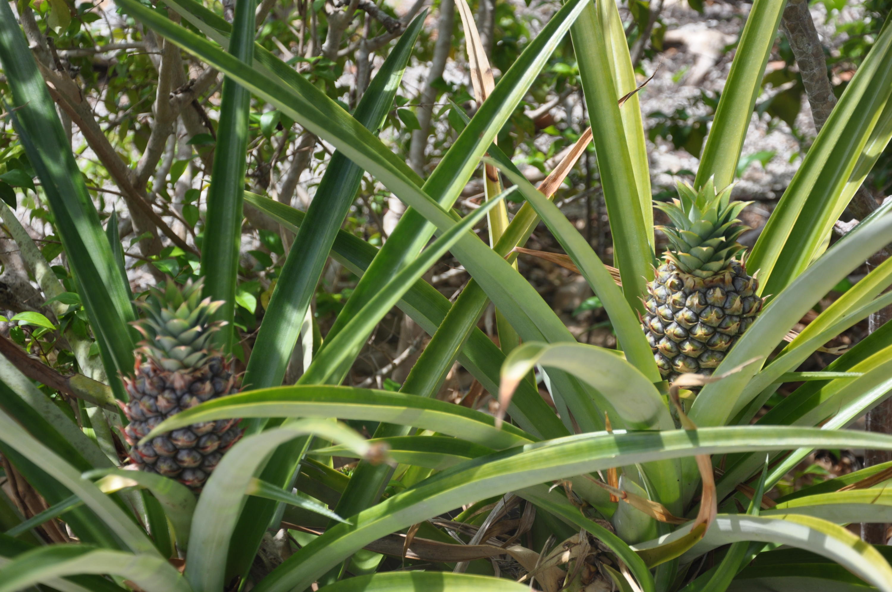 3954 No Name Road Big Pine Key, FL 33043 - Photo 16 of 21 35