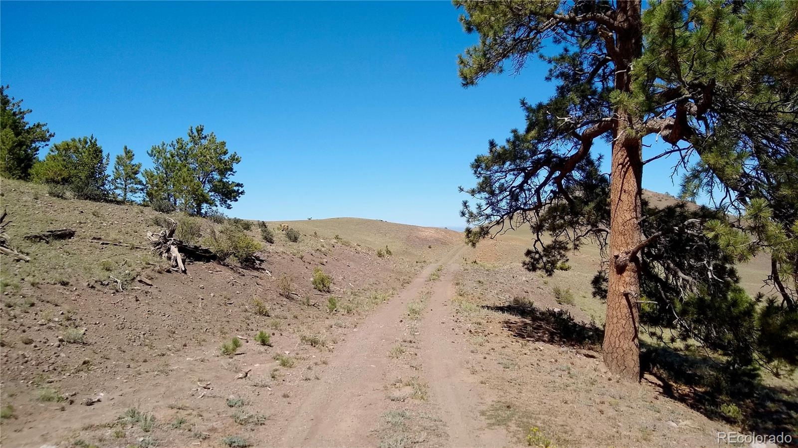 3 Mile Mountain Road Hartsel, CO 80449 - Photo 9 of 24 a view of a dry yard with trees in the background