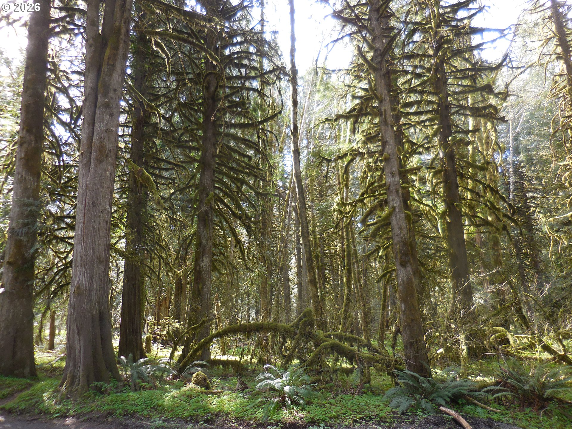 Welches Road Welches, OR 97067 - Photo 11 of 24