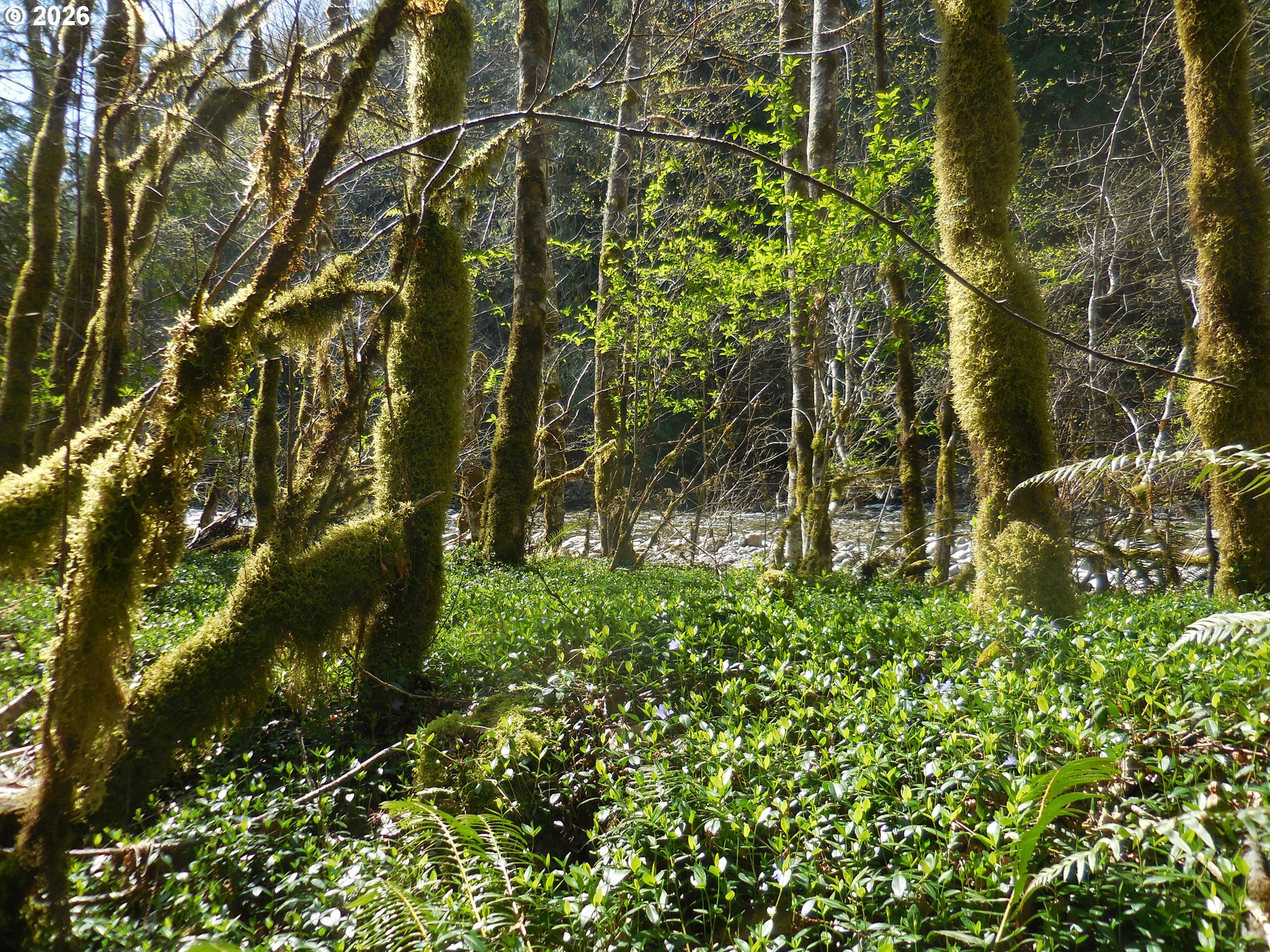 Welches Road Welches, OR 97067 - Photo 6 of 24 a backyard of a house with lots of green space