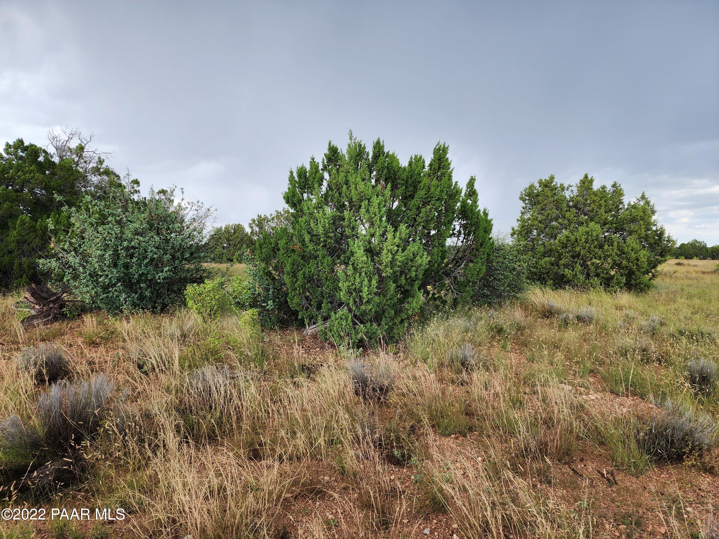 0 Stewart Road Seligman, AZ 86337 - Photo 13 of 15 a view of a lush green forest with lots of trees