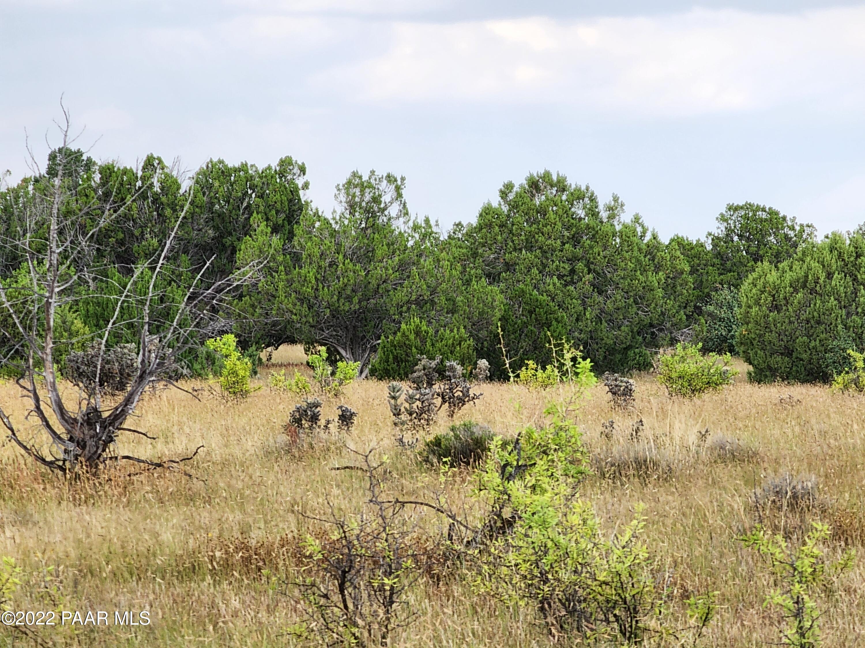 0 Stewart Road Seligman, AZ 86337 - Photo 3 of 15 a view of a yard with a tree