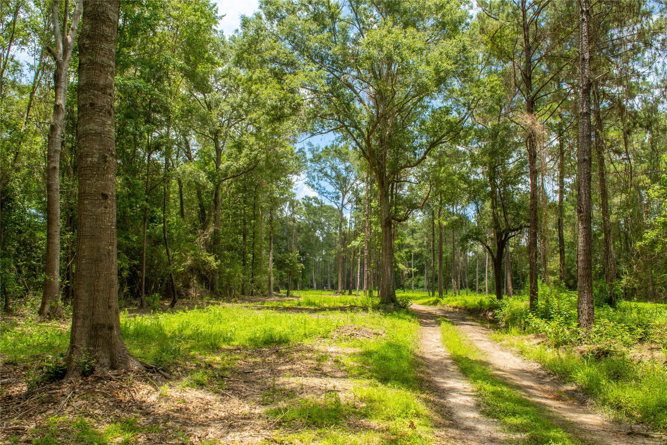 0 County Road 547 Call, TX 75933 - Photo 4 of 26