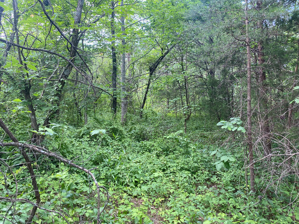 Tbd Goddard Road Wallingford, KY 41093 - Photo 9 of 24 08