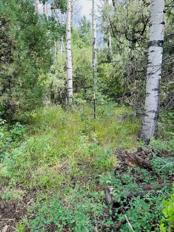 a view of a lush green forest