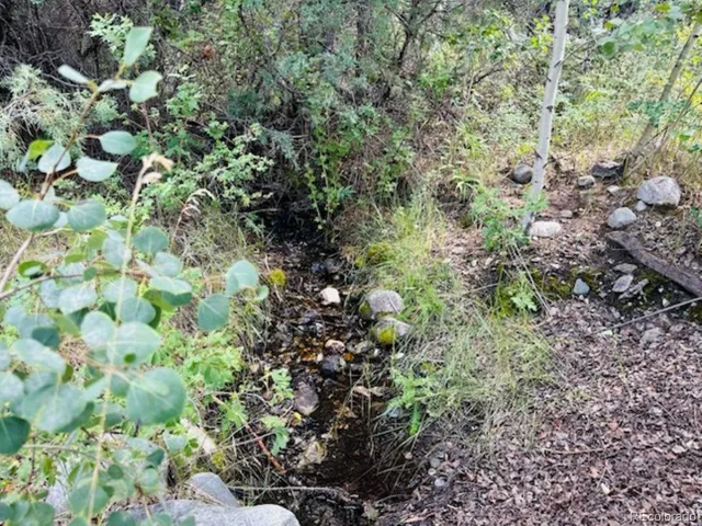 a view of a forest with a tree