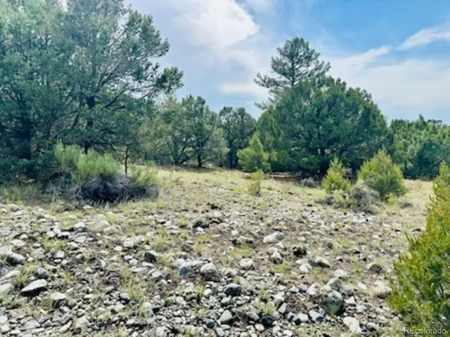 a view of a yard with plants and trees