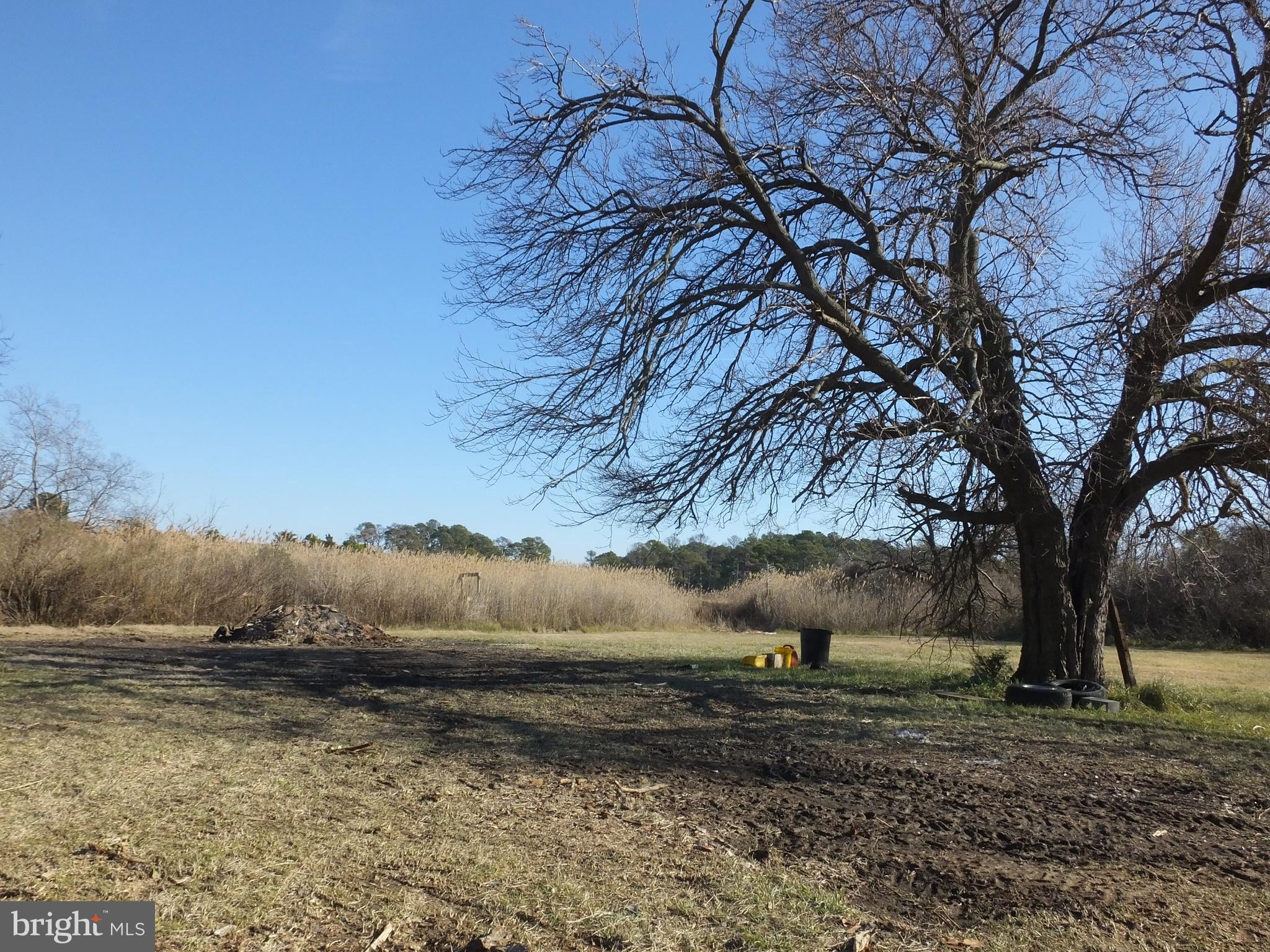 1213 Horse Point Road Fishing Creek, MD 21634 - Photo 3 of 23 a view of a yard with large trees