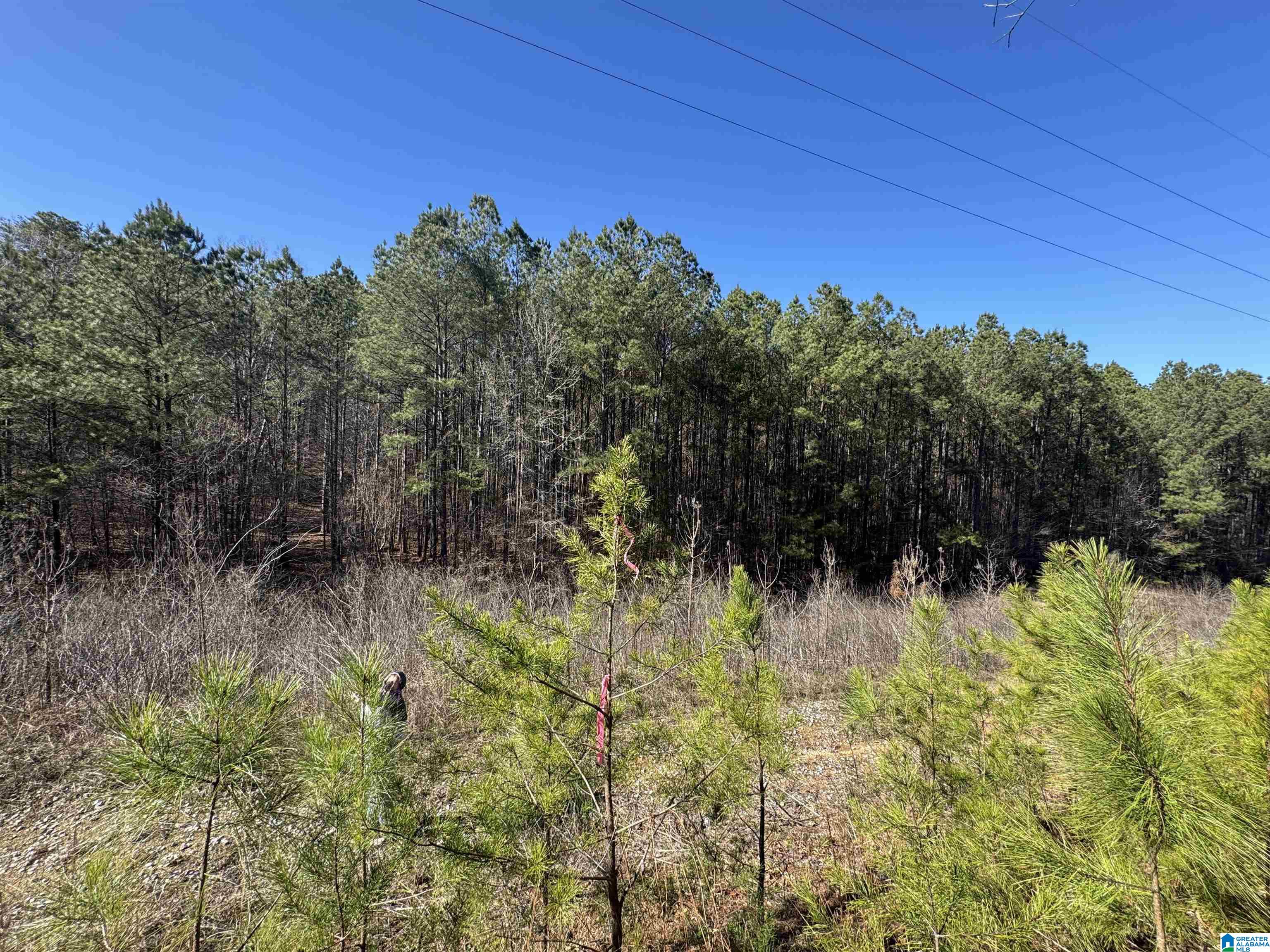 0 Booler Road Vance, AL 35490 - Photo 11 of 19