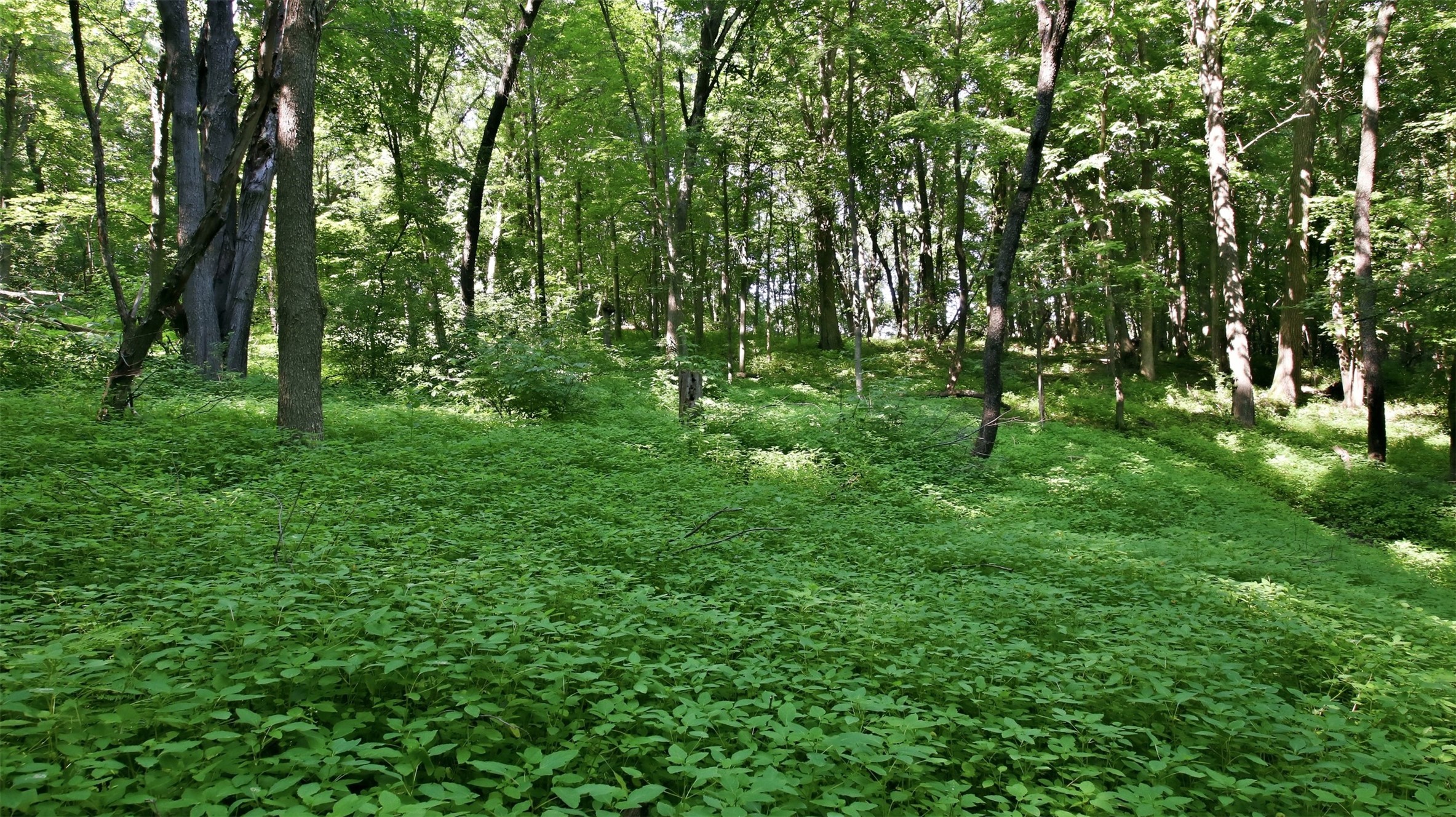 N44681 Hawkenson Valley Road Eleva, WI 54738 - Photo 23 of 55