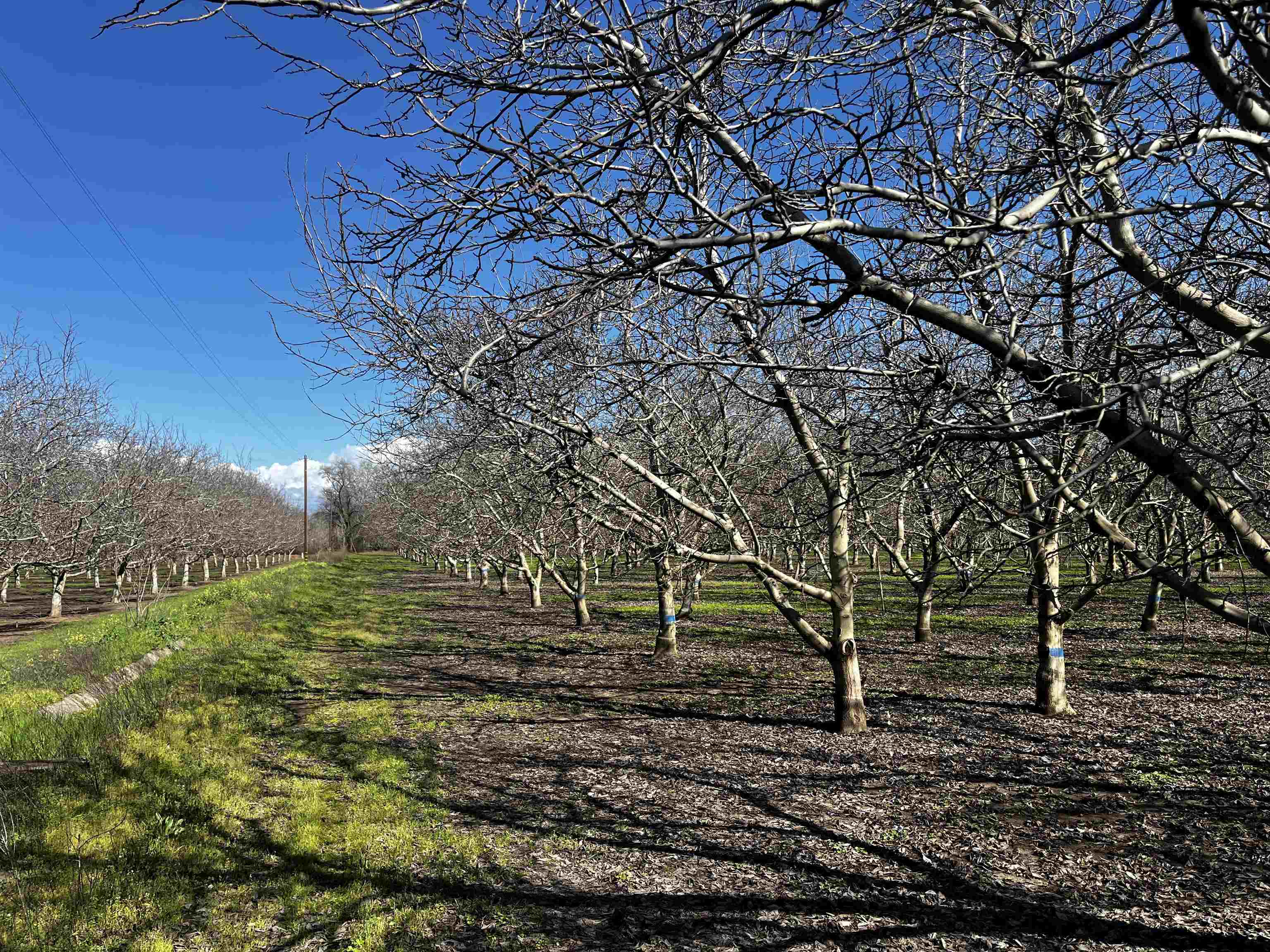 3900 Stephens Road Corning, CA 96021 - Photo 13 of 23