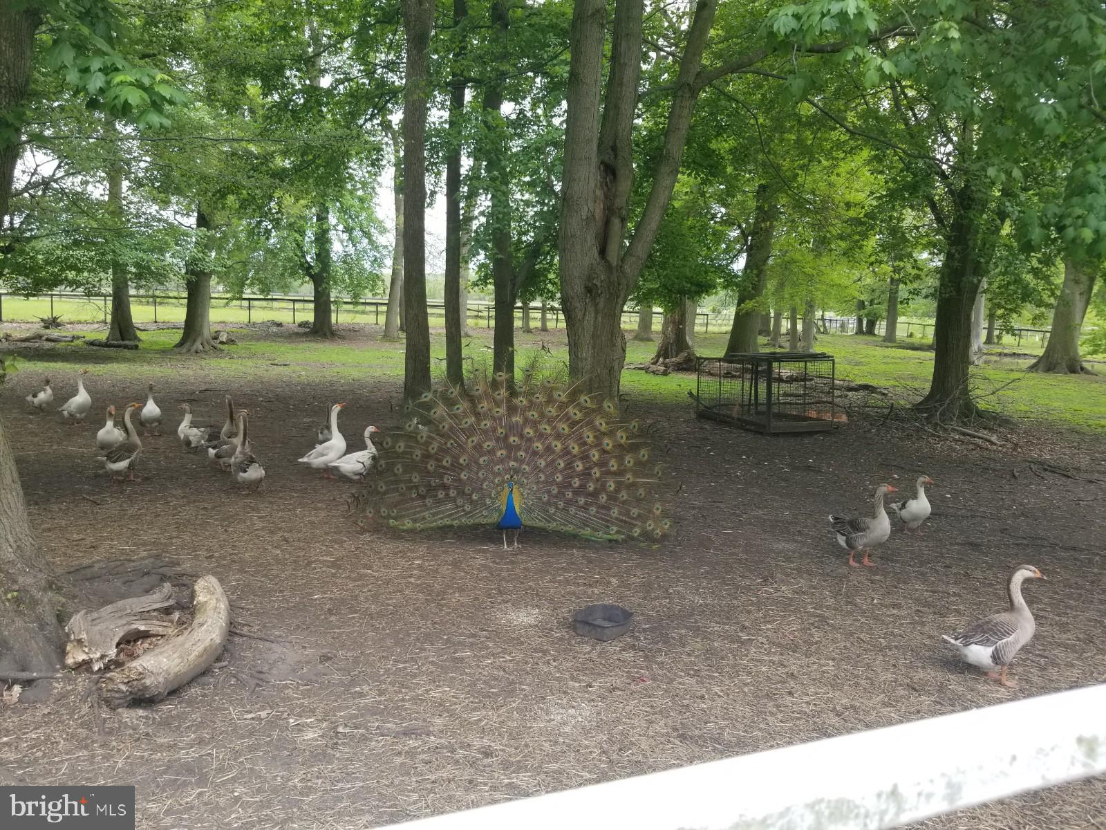 2328 Monmouth Road Jobstown, NJ 08041 - Photo 48 of 54 a backyard of a house with lots of green space