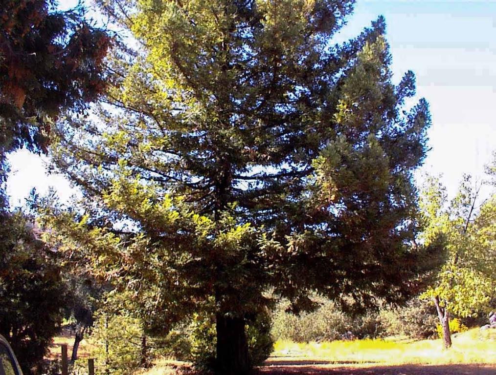 50245 Greenhill Road Squaw Valley, CA 93675 - Photo 5 of 25