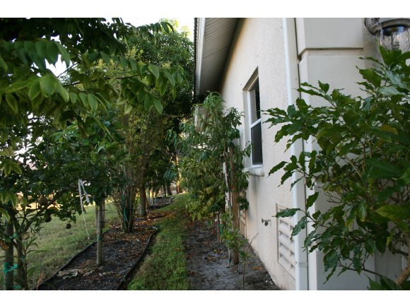 331 Waterleaf Court Marco Island, FL 34145 - Photo 5 of 5 a view of outdoor space and yard