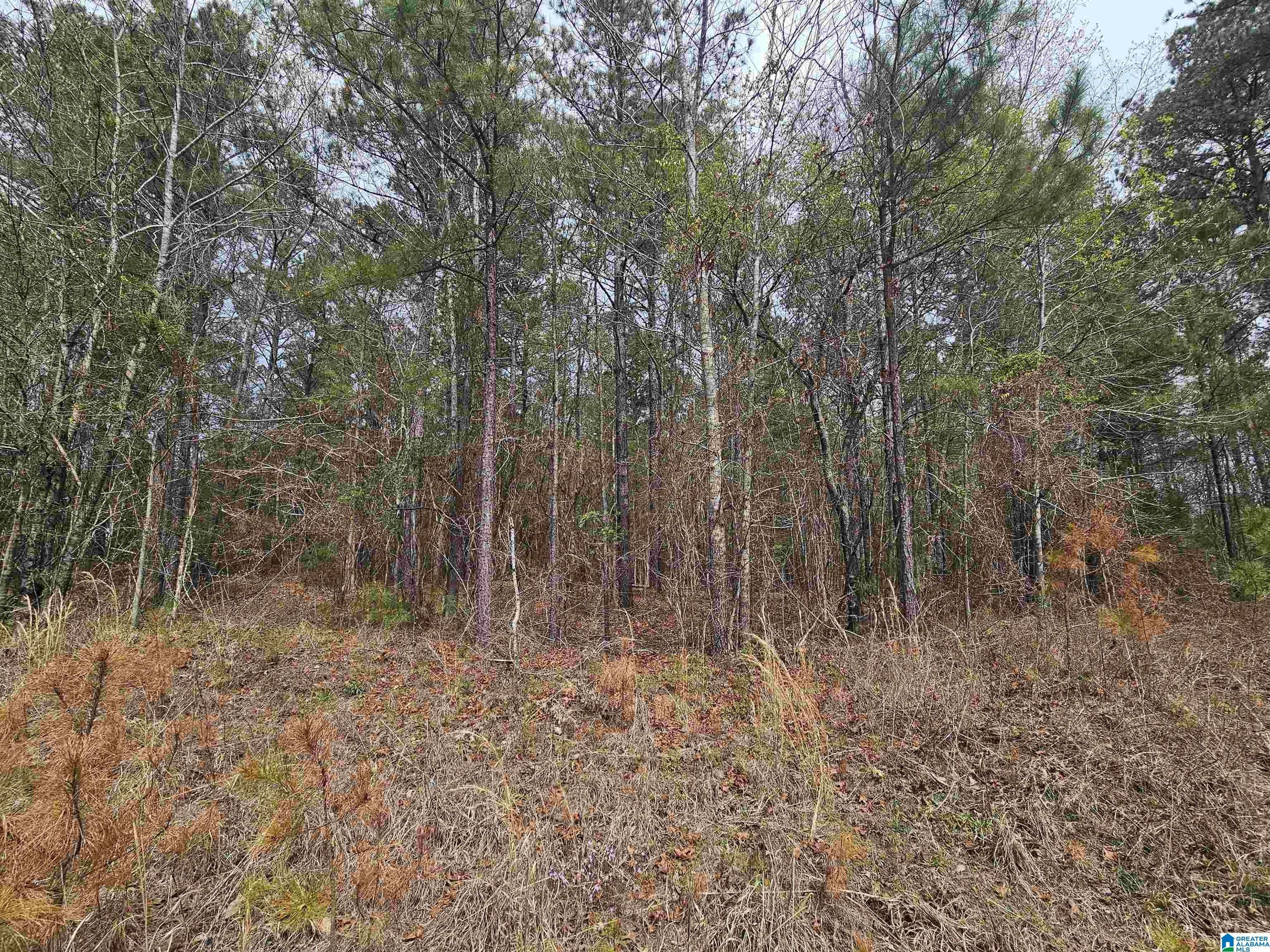 0 Hunters Xing Road, Unit 45&46 Odenville, AL 35120 - Photo 3 of 6