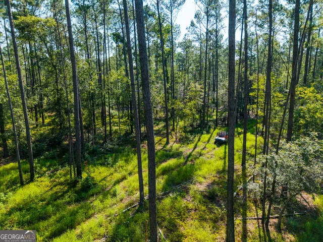 a view of a park with tree s