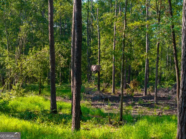 a view of a tree with a plant