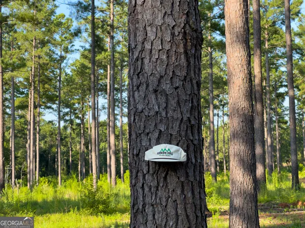 a view of backyard with tree