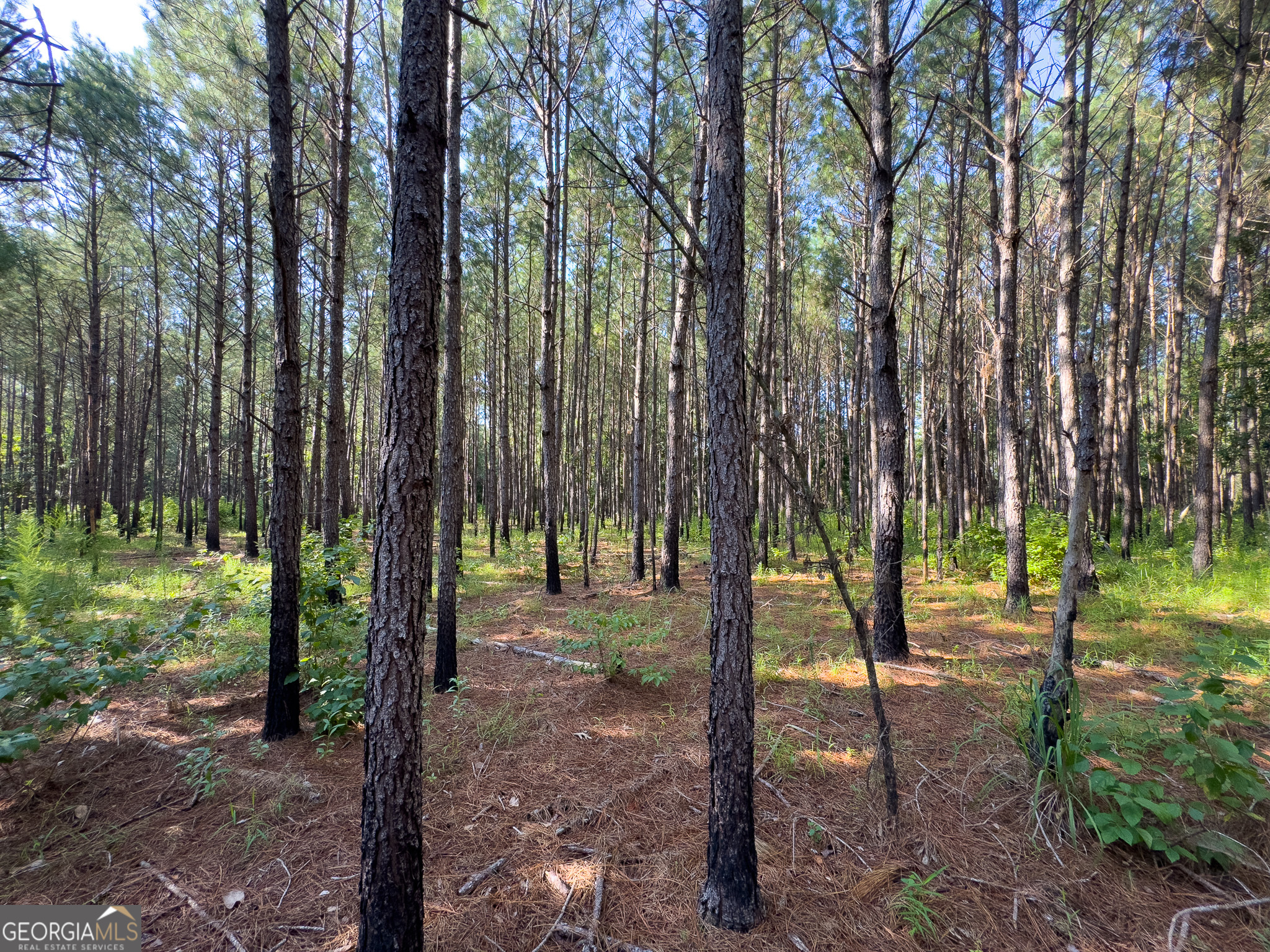 0 Henry Moxley Road Cobbtown, GA 30420 - Photo 40 of 41 a view of tall trees in a forest