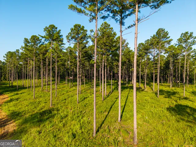 a view of a plant with a garden