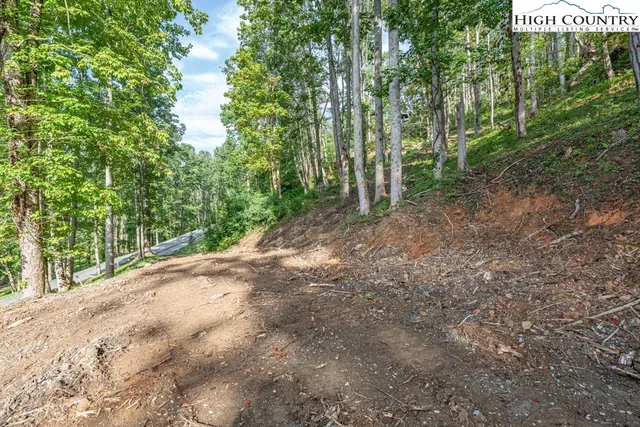 a view of a forest with trees in the background