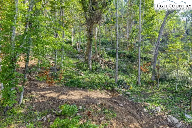 a view of a garden with plants