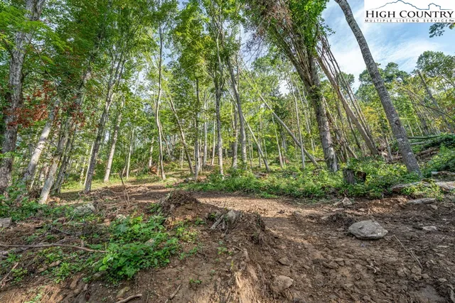 a view of a forest with trees