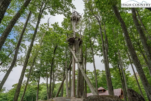 a view of a forest with a tree