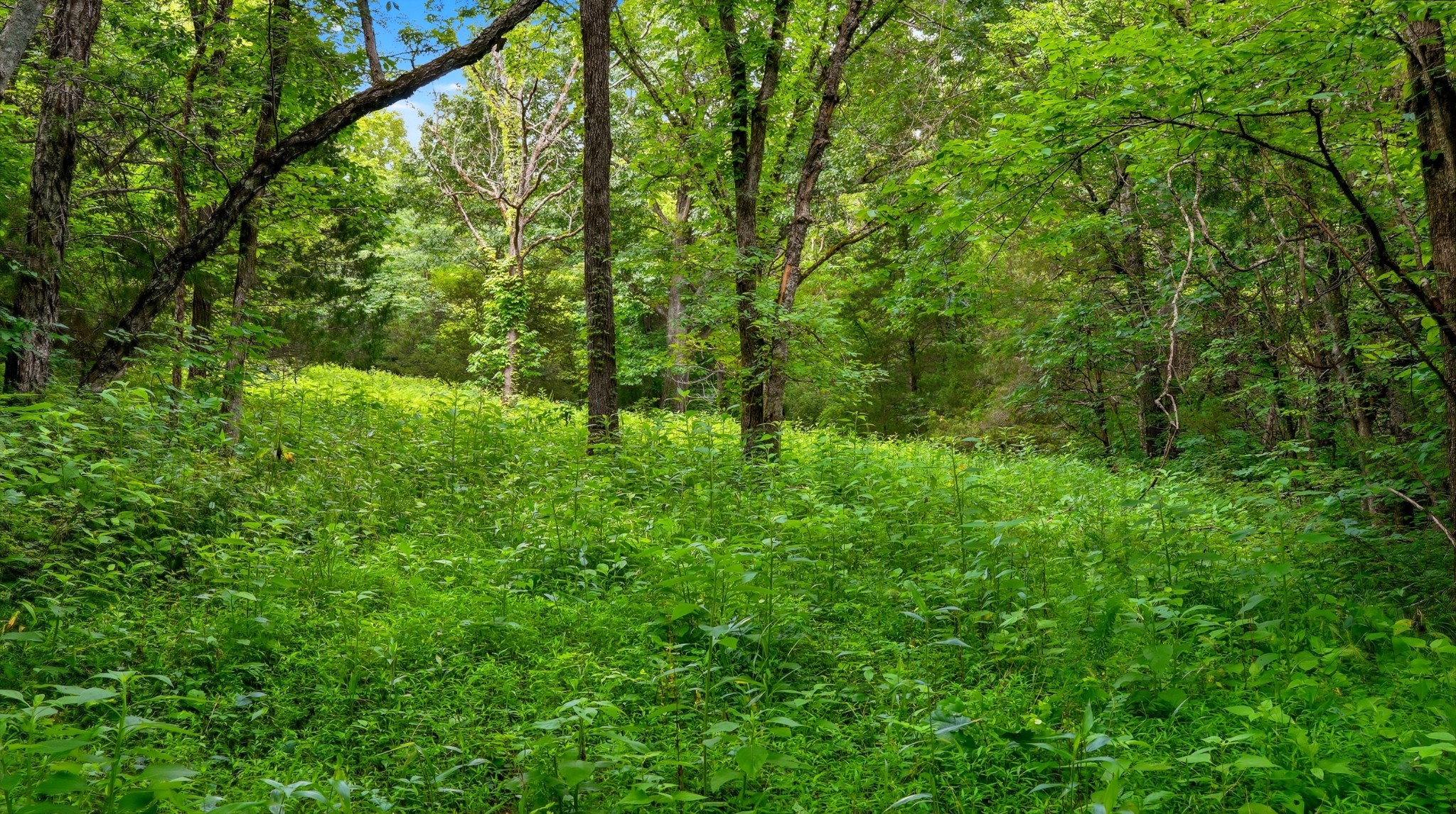 427 Adams Road Watertown, TN 37184 - Photo 31 of 68