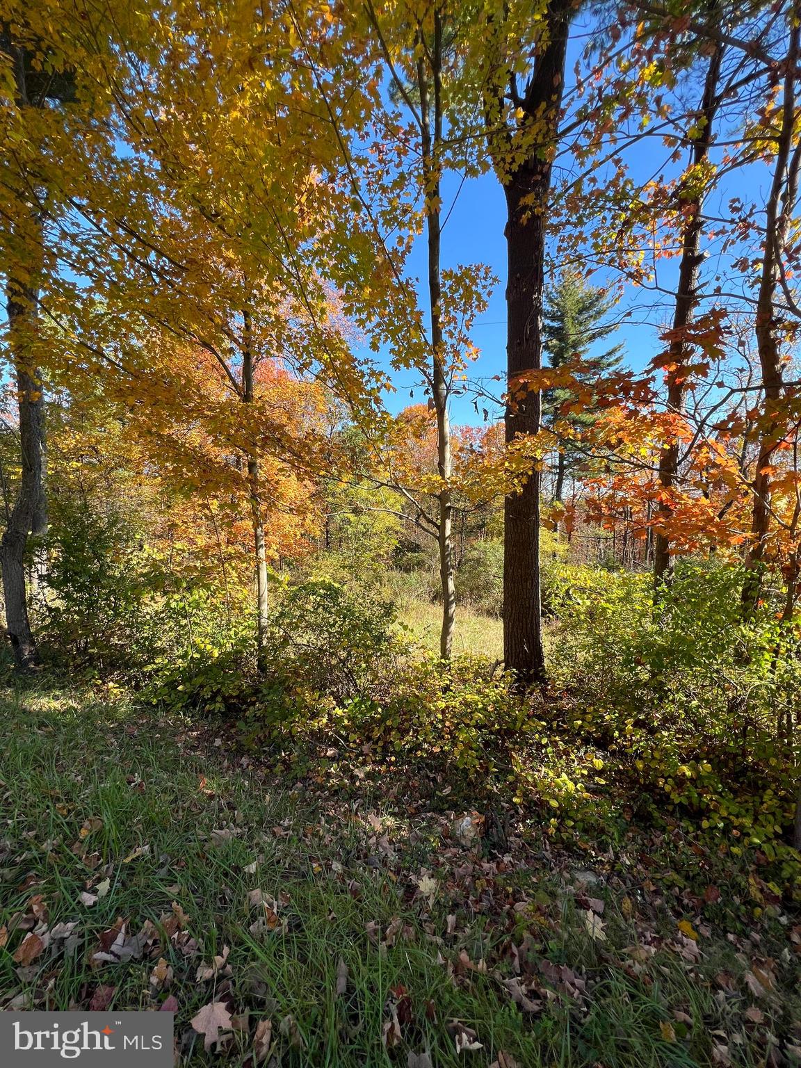 Old Cumberland Road Flintstone, MD 21530 - Photo 3 of 7 a view of a yard with plants and large trees