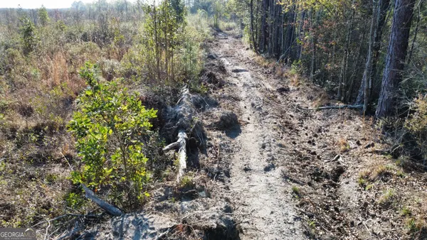 a view of a forest that has a tree