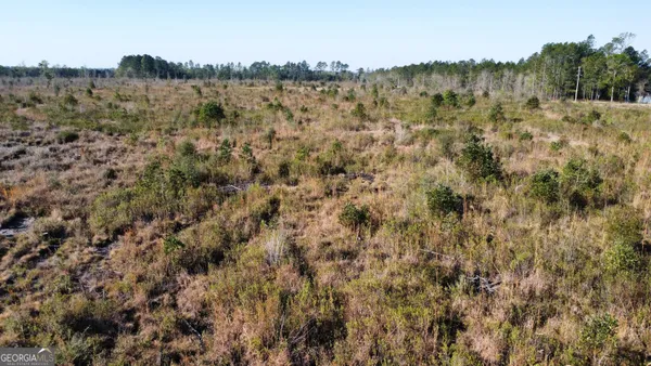 a view of a forest
