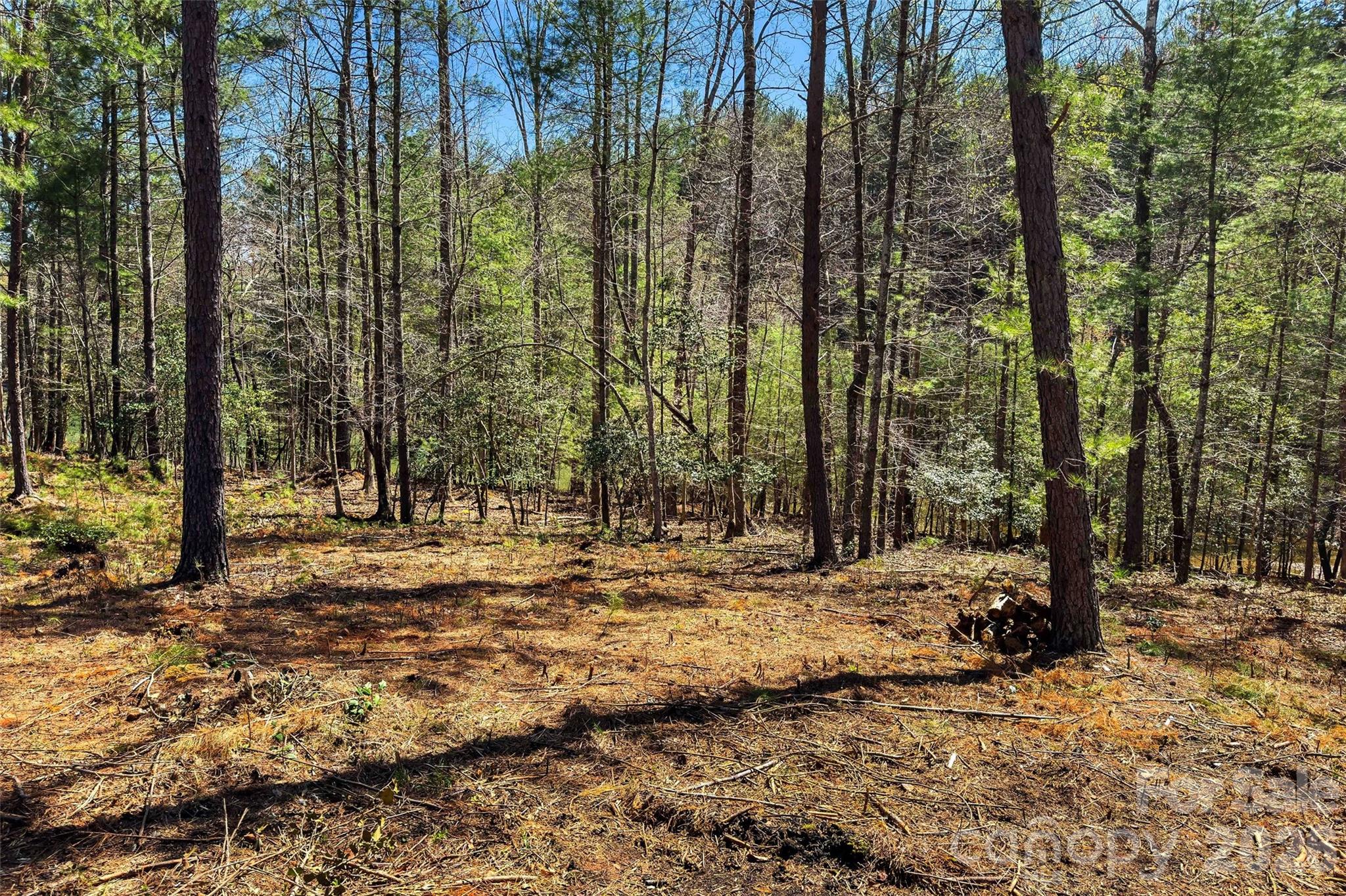 3107 Channel View Cove Morganton, NC 28655 - Photo 20 of 24 a view of a yard with trees