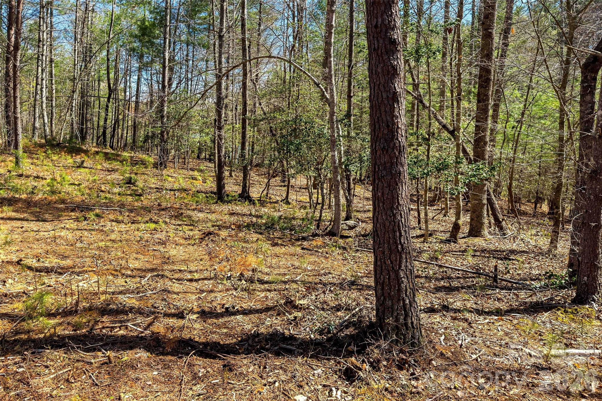 3107 Channel View Cove Morganton, NC 28655 - Photo 2 of 24 a view of a yard with trees