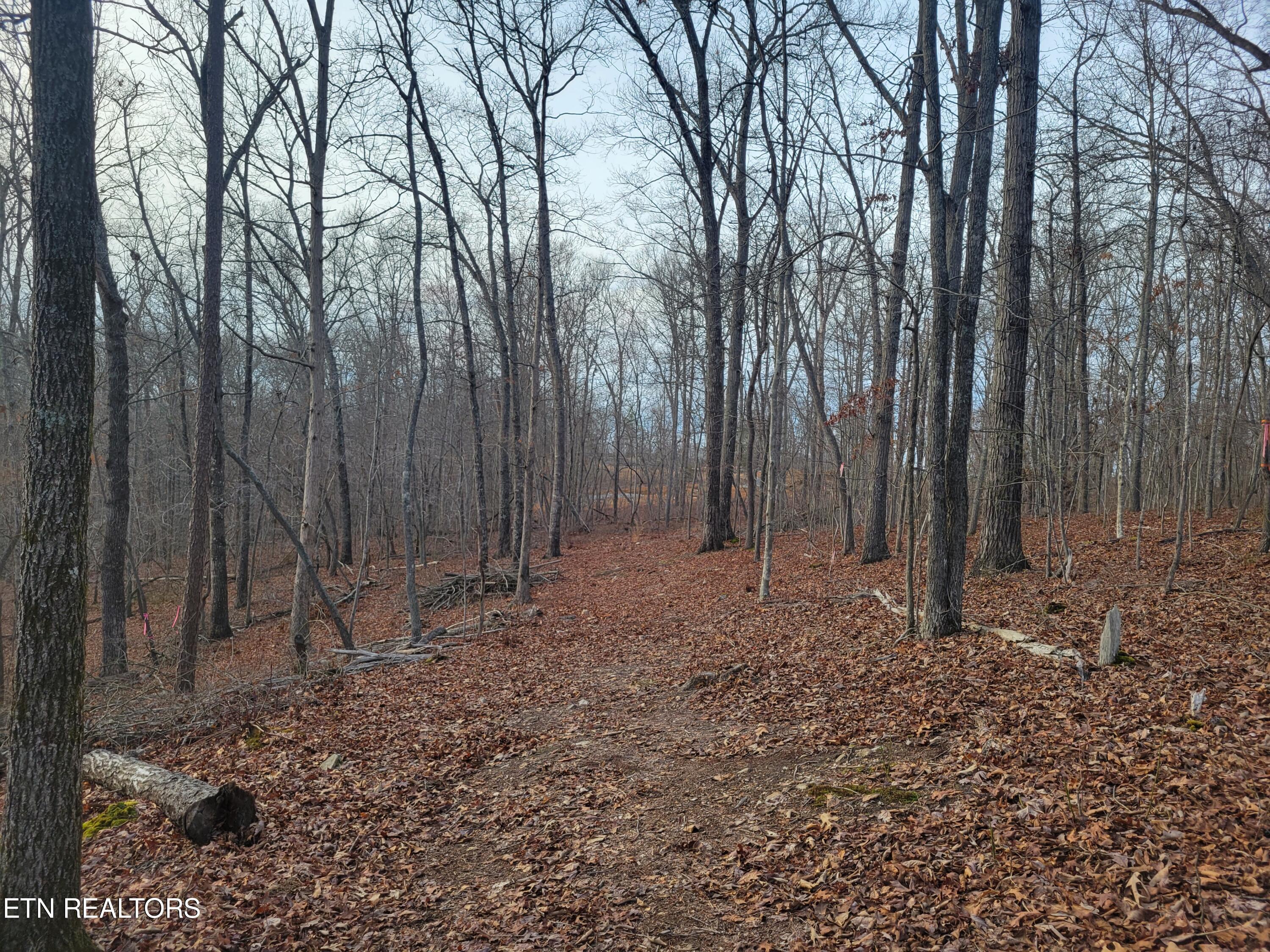 9076 Davis Ferry Road Loudon, TN 37774 - Photo 6 of 6 view back to culdesac