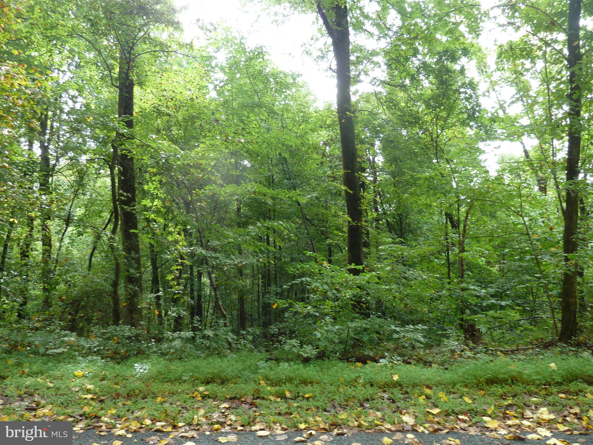 a view of a lush green forest