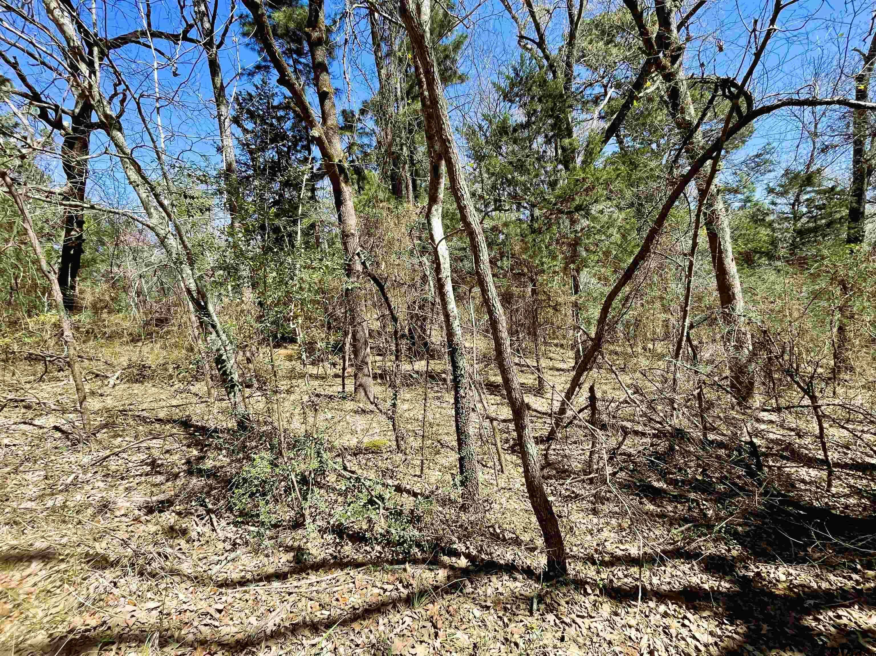 17965 Meandering Way Flint, TX 75762 - Photo 3 of 7 a view of tree