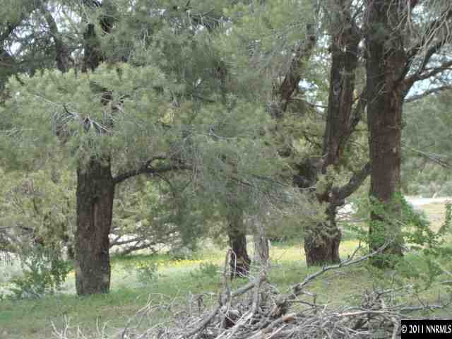 2271 Empire Road, Unit 24 Reno, NV 89521 - Photo 3 of 9 a view of a forest filled with trees