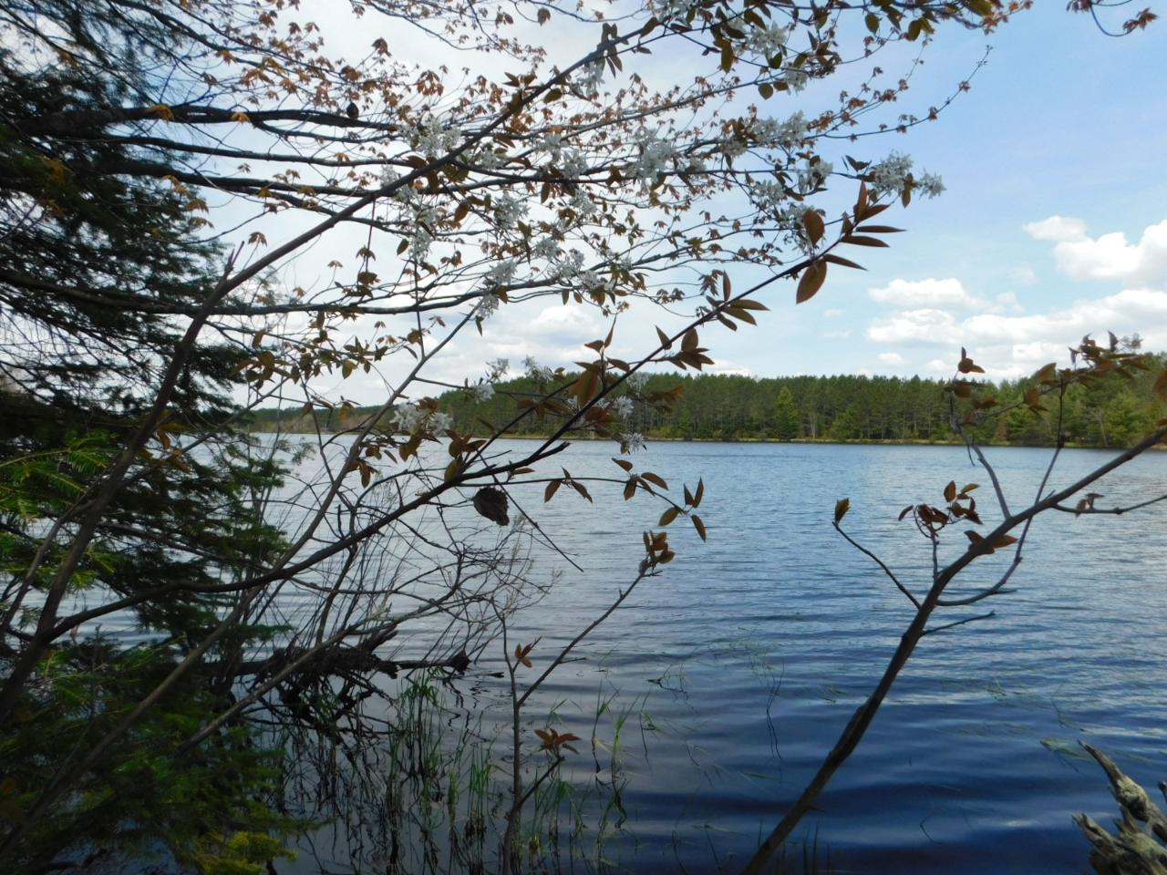 Lot 1 Silver Birch Road Tomahawk, WI 54487 - Photo 6 of 14 Gallery Image 6