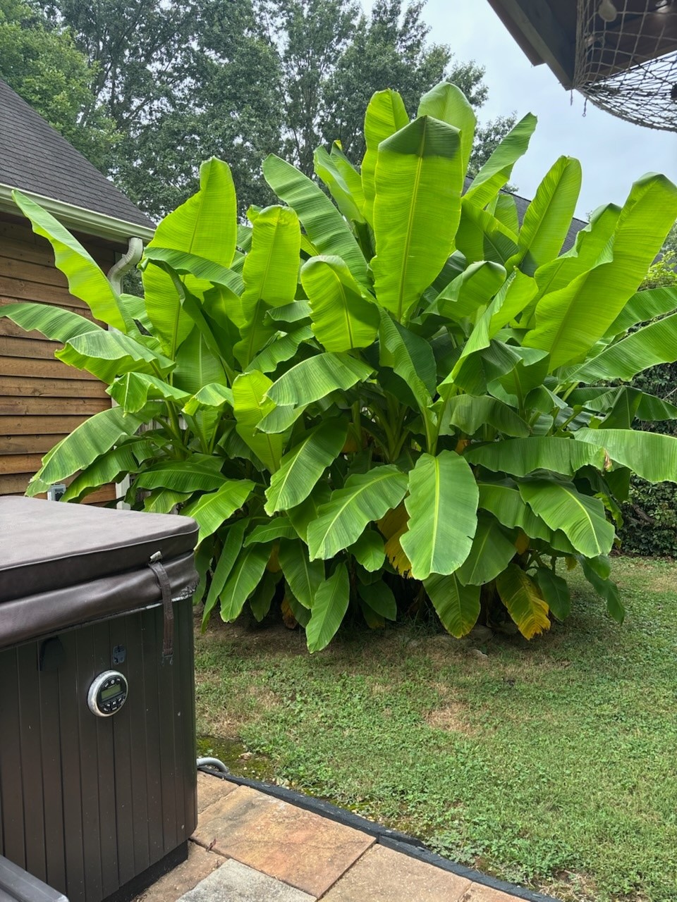 5124 East Calgary Murfreesboro, TN 37129 - Photo 32 of 32 a backyard of a house with lots of green space