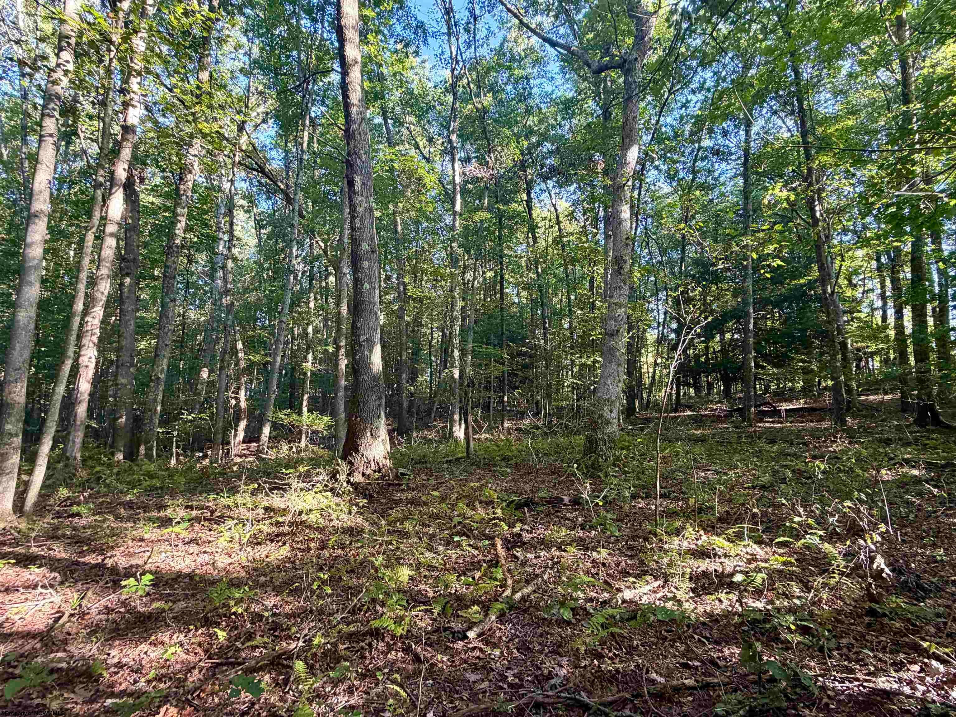166 Tom Turner Road Independence, WV 26374 - Photo 7 of 45 Gallery Image 7