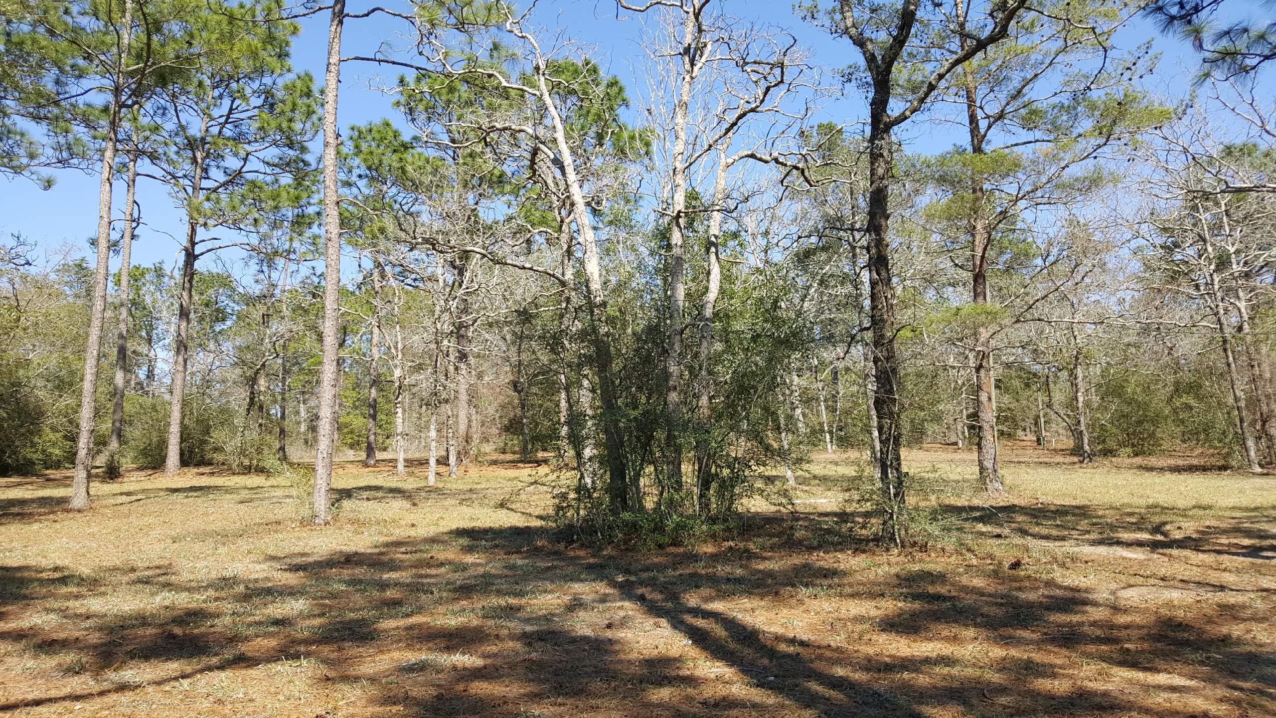 Lot 25 Spring Lake Road DeFuniak Springs, FL 32433 - Photo 3 of 8 a view of road with large trees