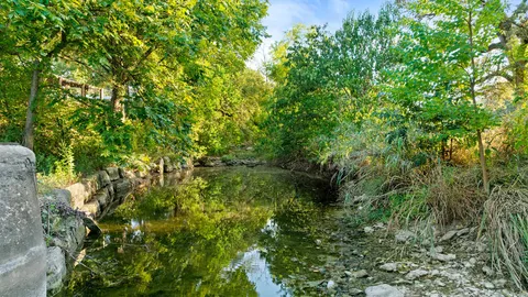 a view of a lush green forest