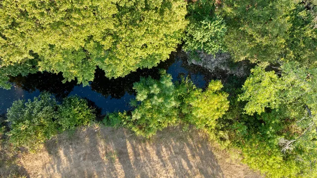 a plant that is in a garden