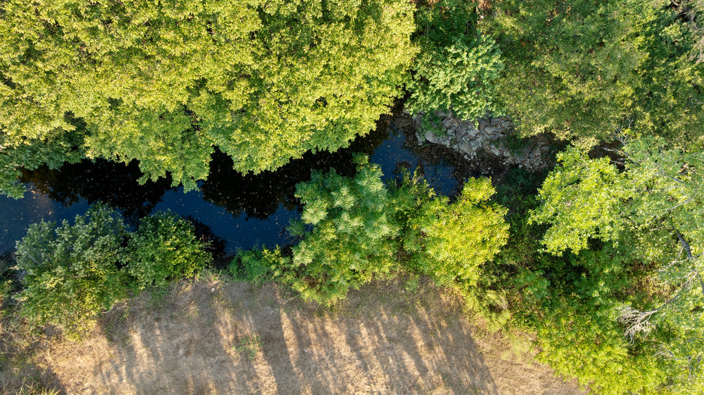 2412 Jones Road Austin, TX 78745 - Photo 38 of 40 a plant that is in a garden