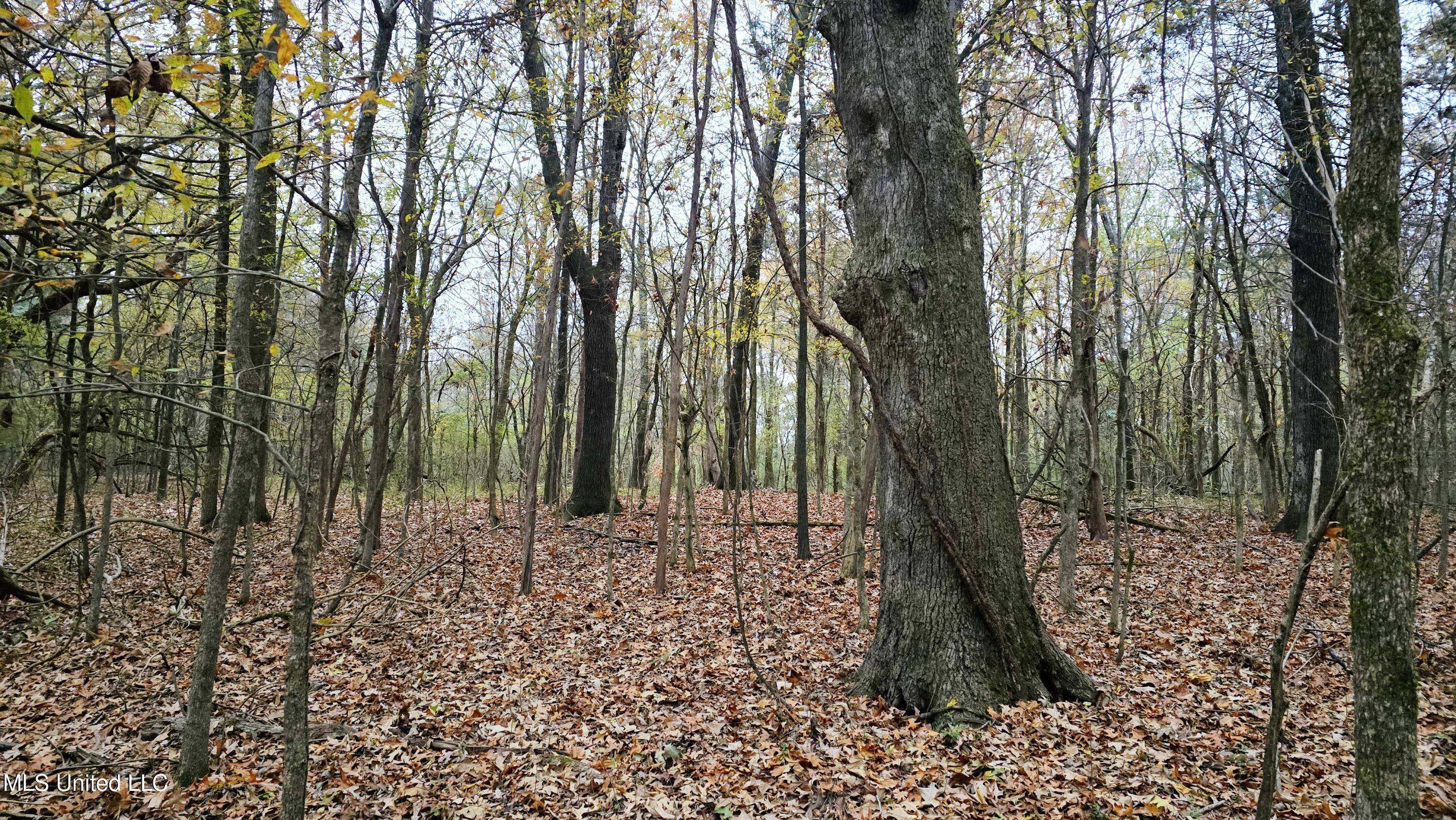 38 Cayce Road Red Banks, MS 38661 - Photo 12 of 19 20241204_162458